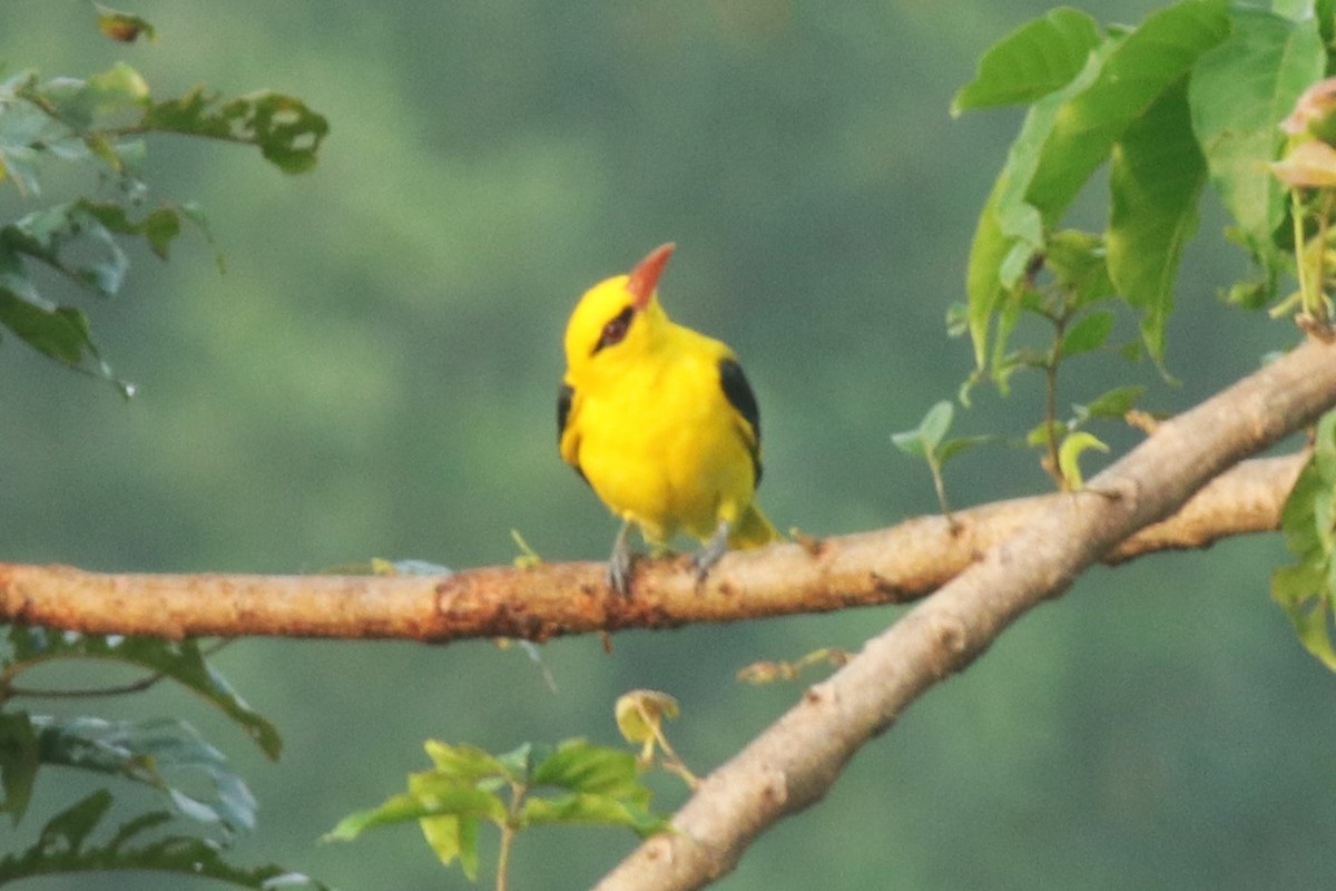 Indian Golden Oriole - Lekshmi  Jayakumar