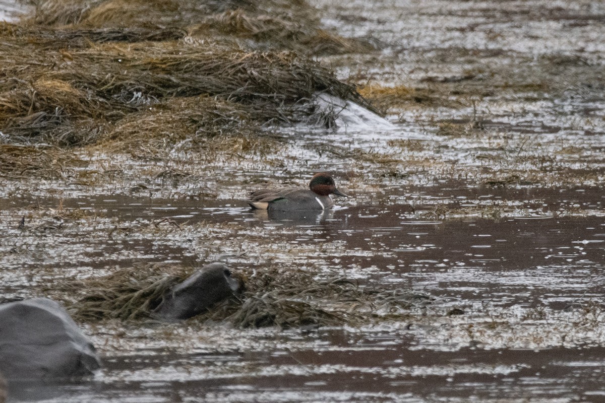 Green-winged Teal - ML615207679