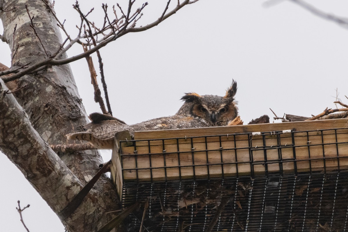 Great Horned Owl - Mael Glon