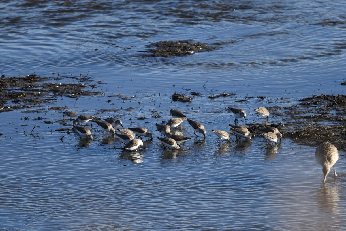 Western Sandpiper - ML615207712