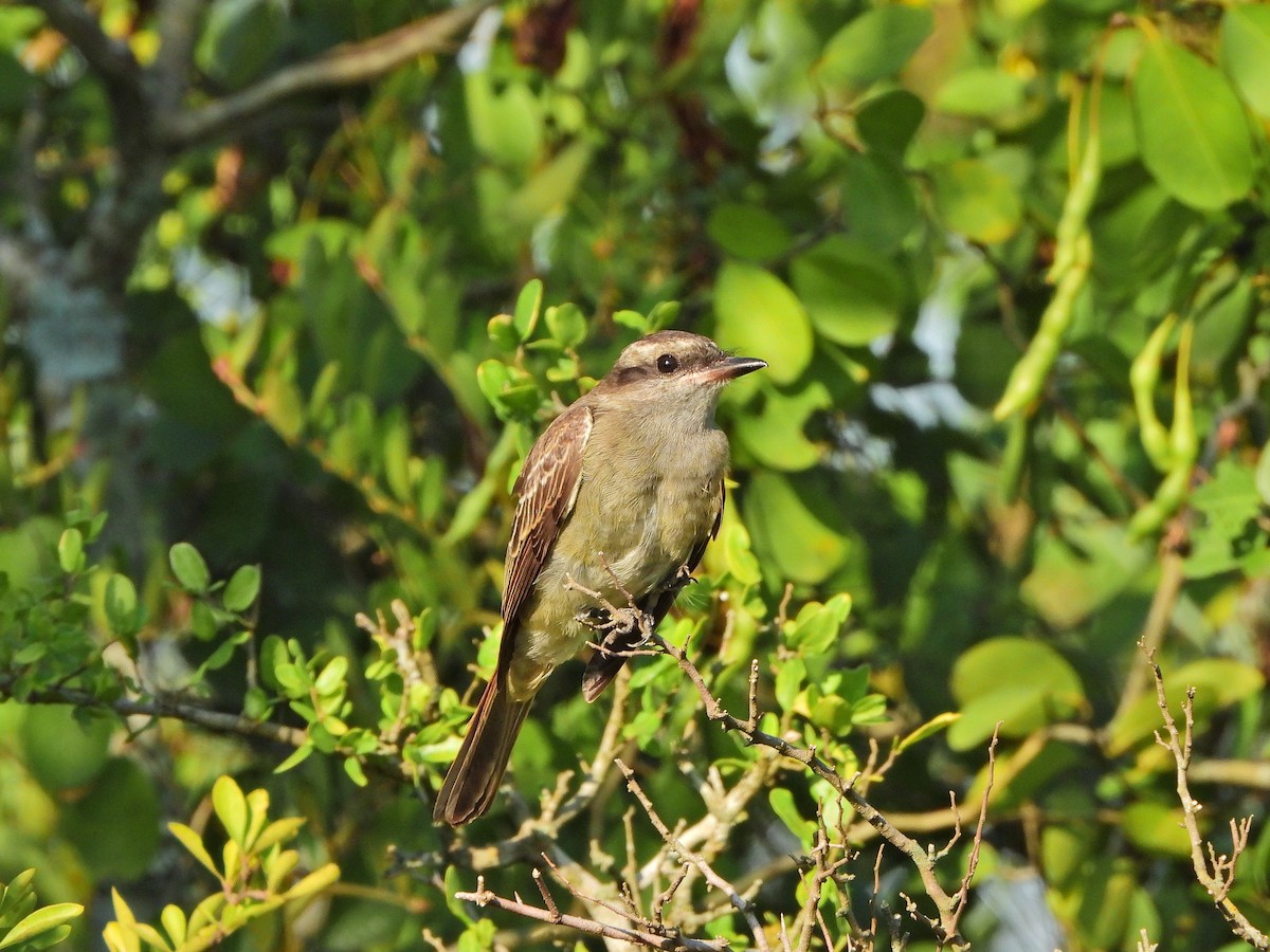 Crowned Slaty Flycatcher - Haydee Huwel