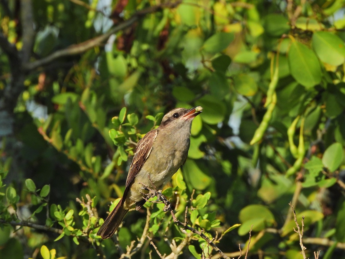 Crowned Slaty Flycatcher - ML615207765