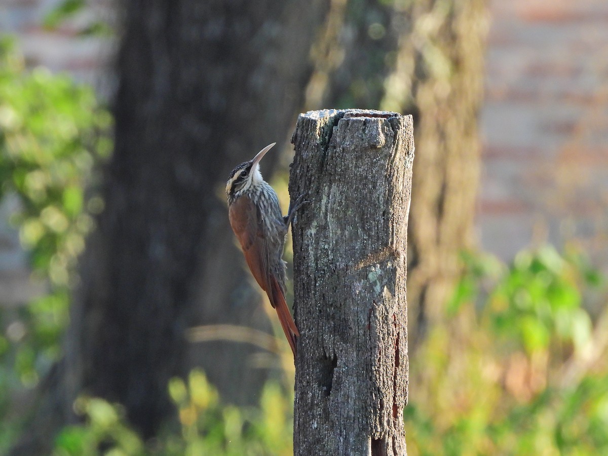 Narrow-billed Woodcreeper - Haydee Huwel