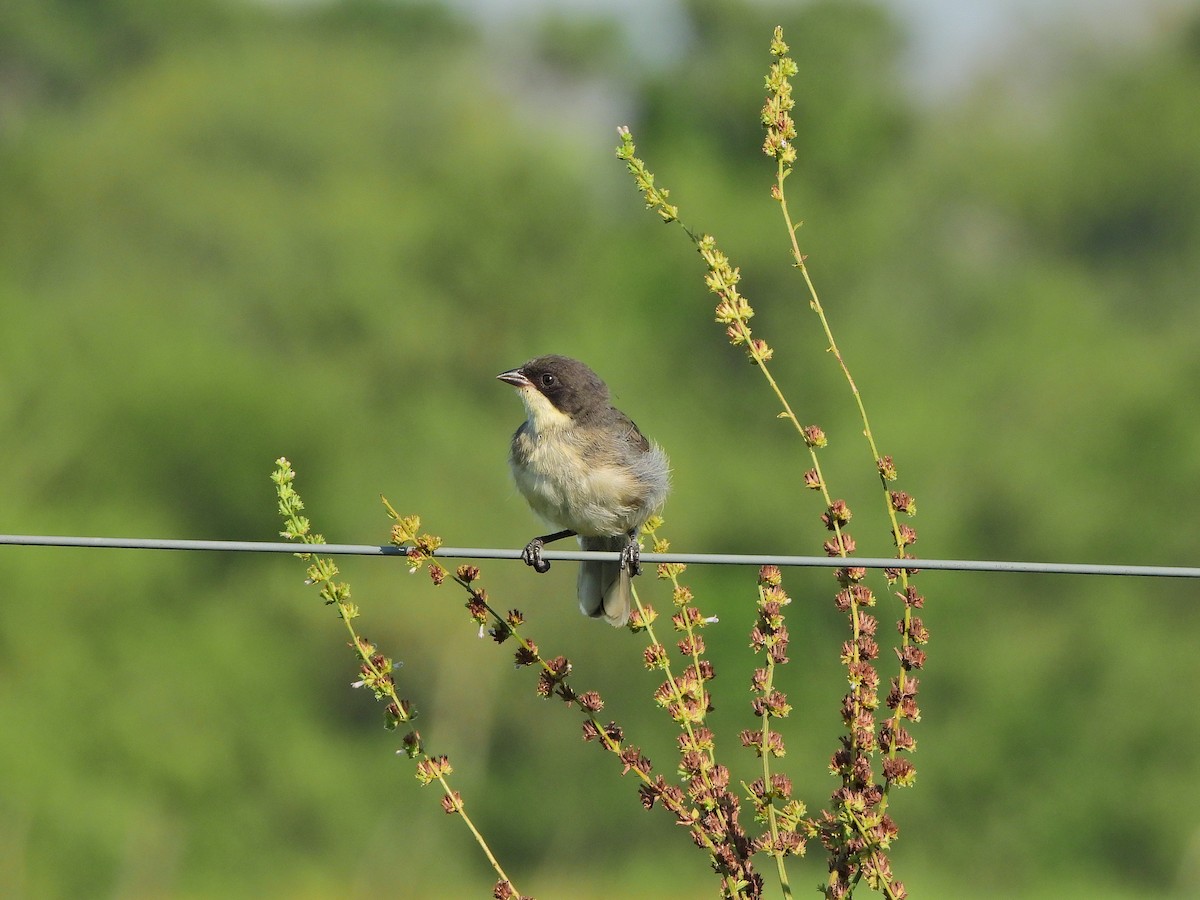 Black-capped Warbling Finch - ML615207821