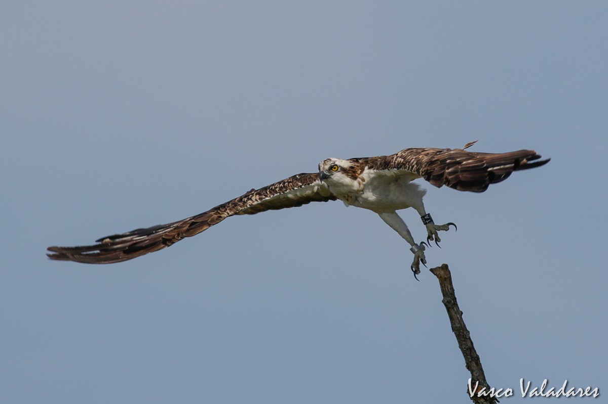 Osprey - Vasco Valadares