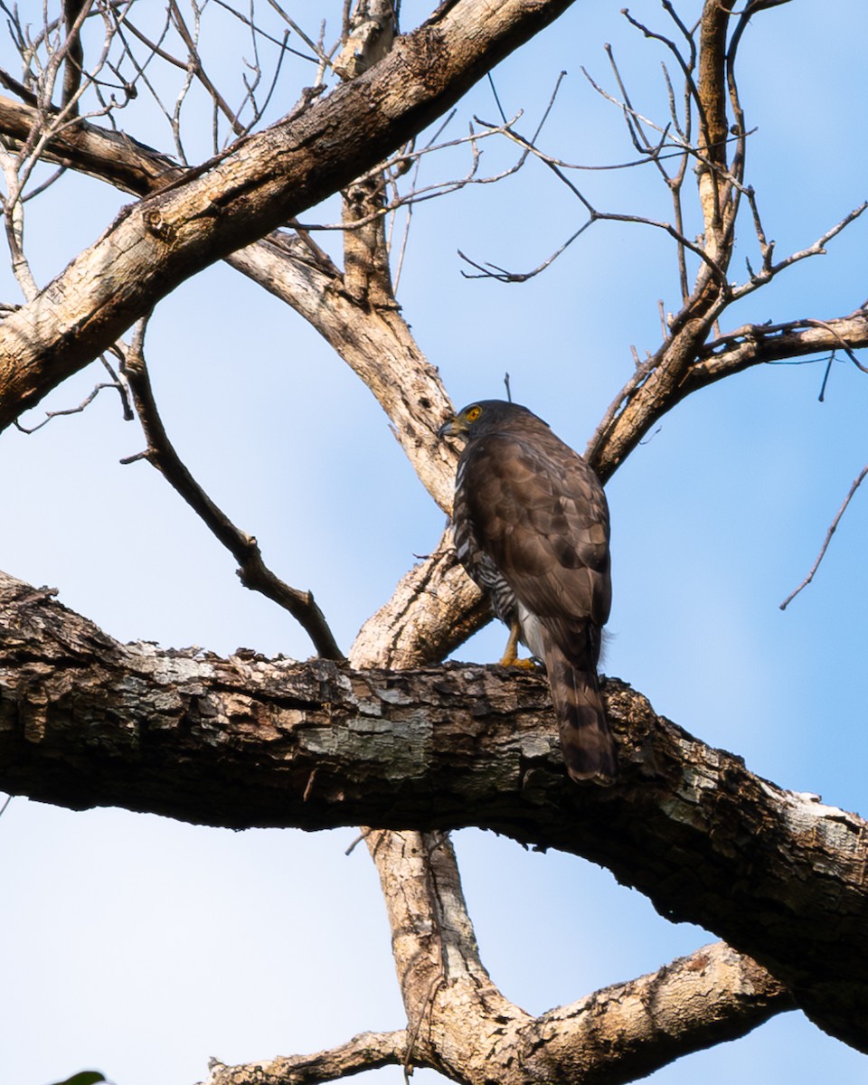 Crested Goshawk - Leo Jr Barcenas