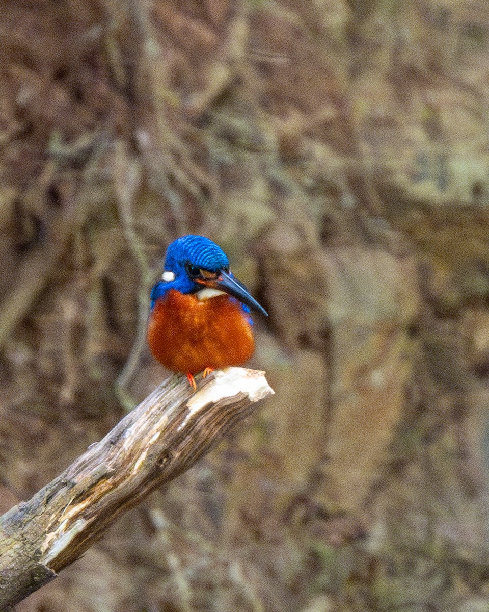 Blue-eared Kingfisher - ML615207842