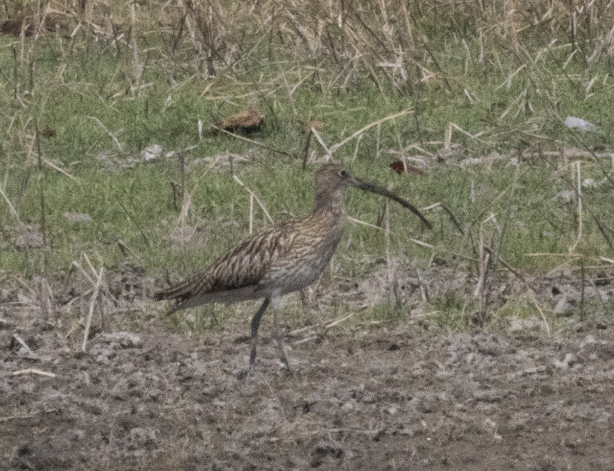 Eurasian Curlew - ML615207848