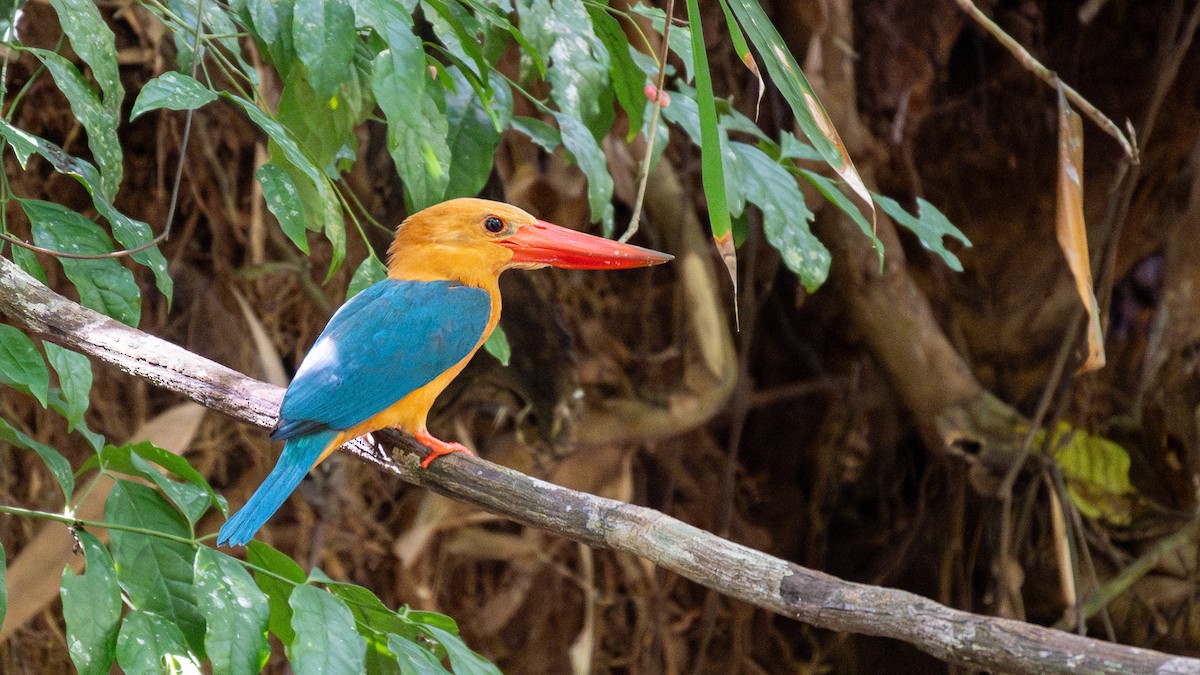 Stork-billed Kingfisher - ML615207861