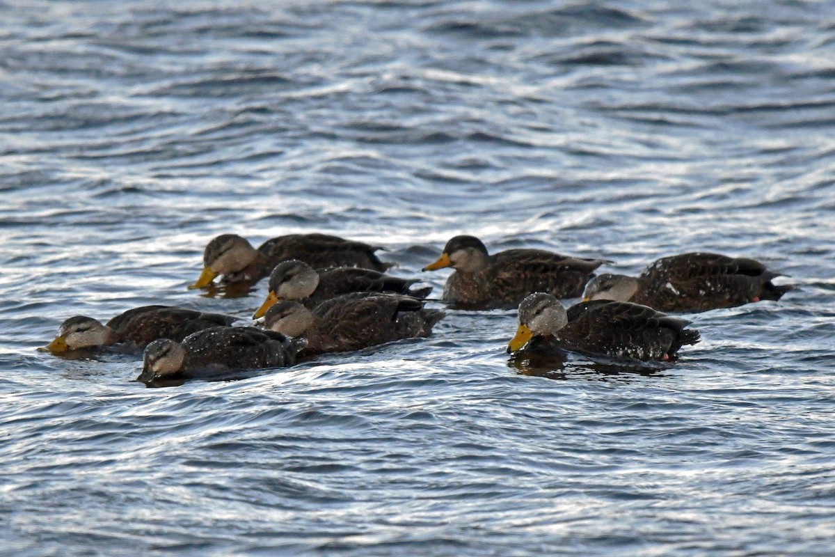 American Black Duck - ML615207912