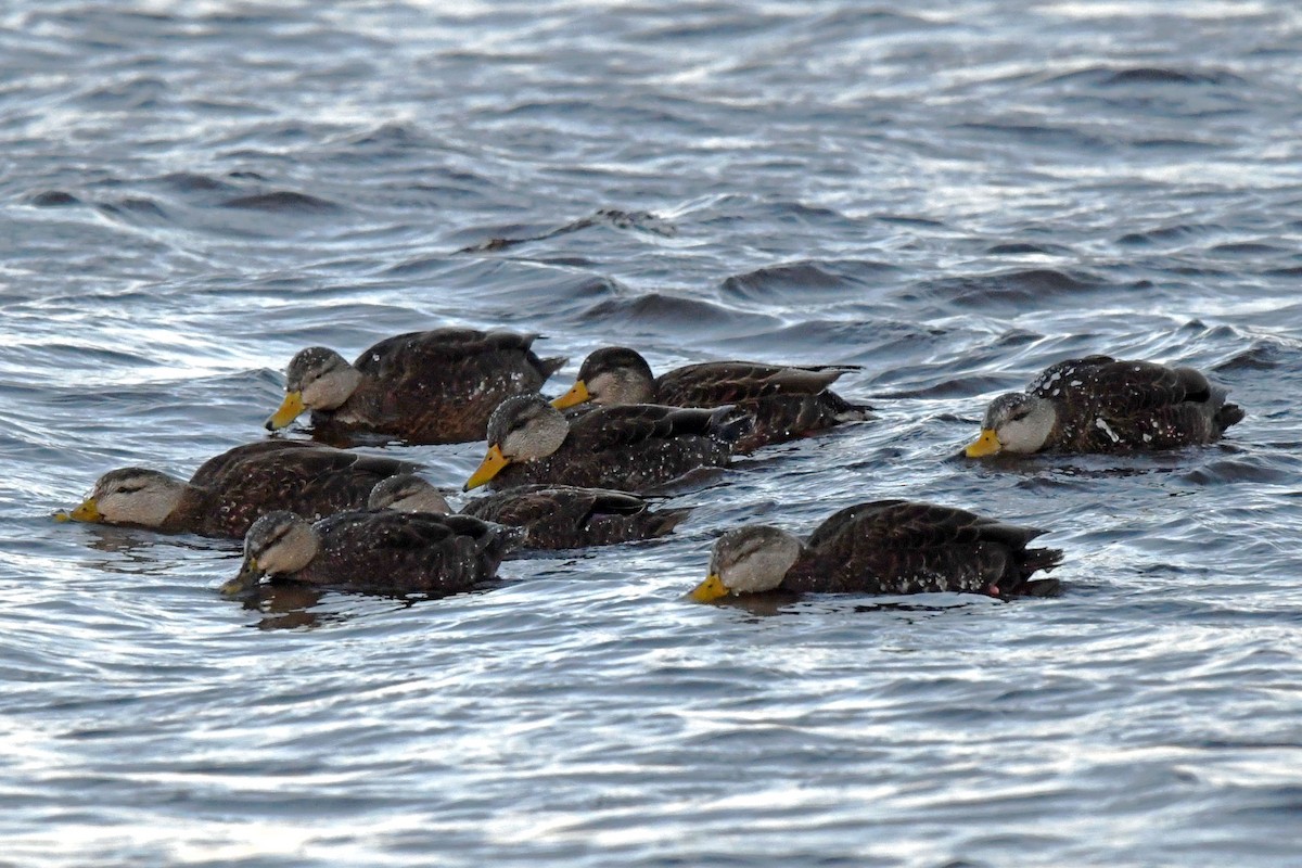 American Black Duck - ML615207913