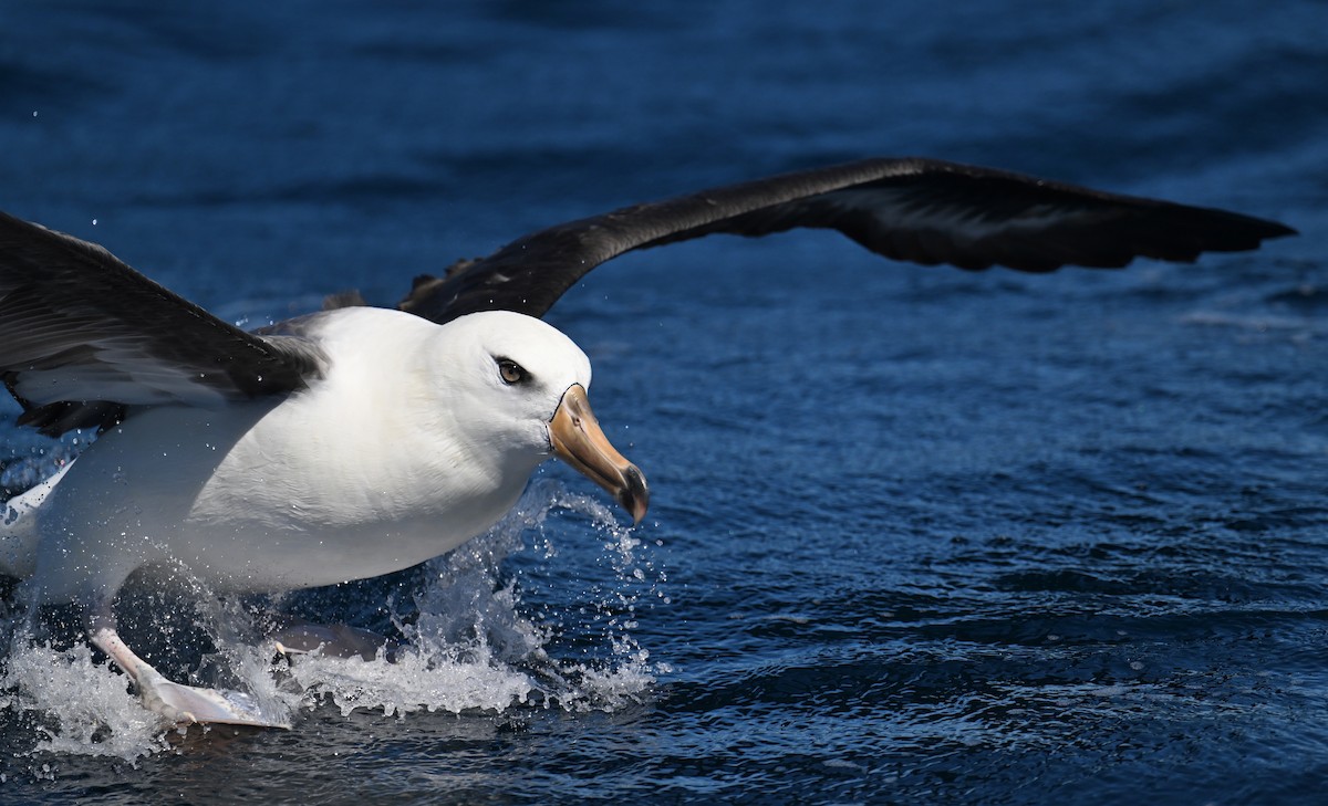 albatros černobrvý (ssp. impavida) - ML615207926