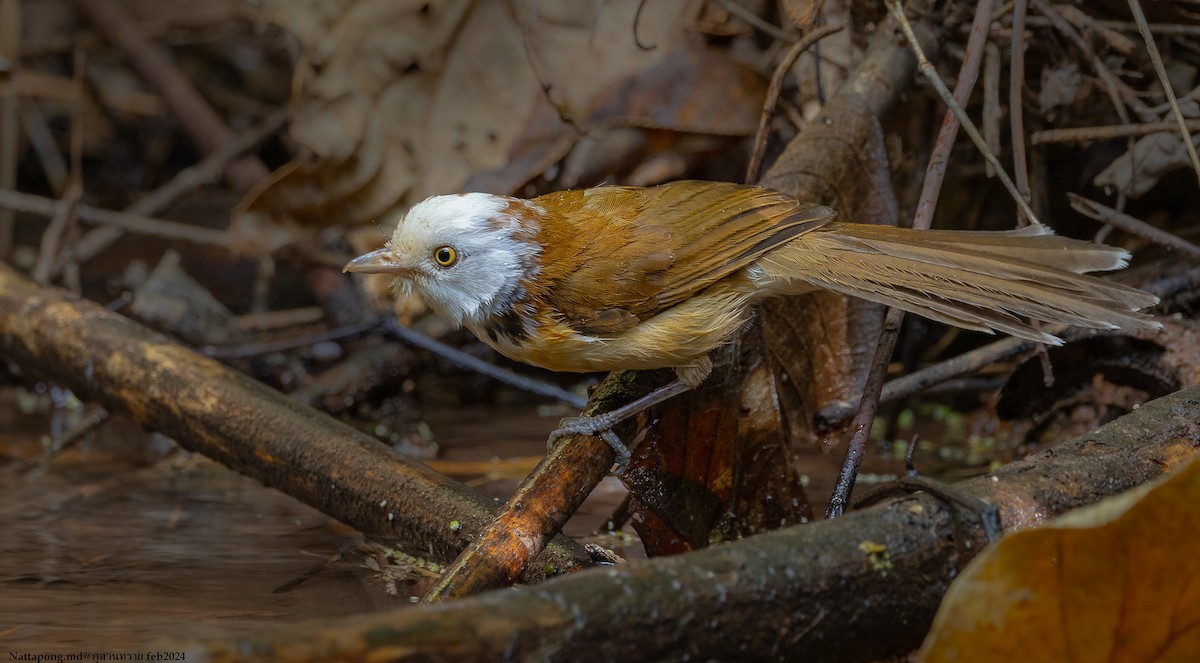 Collared Babbler - Nattapong Banhomglin