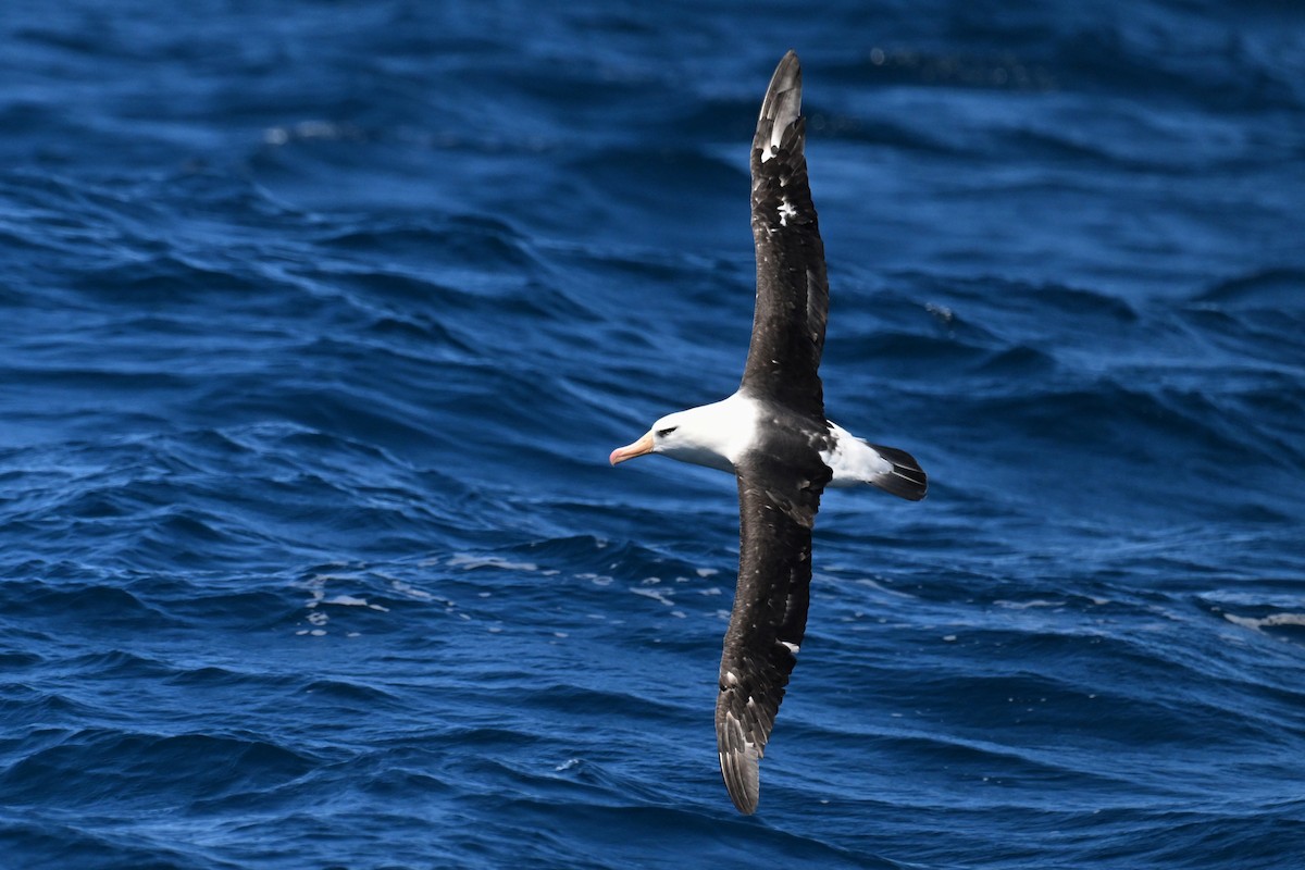 Albatros Ojeroso (impavida) - ML615207940