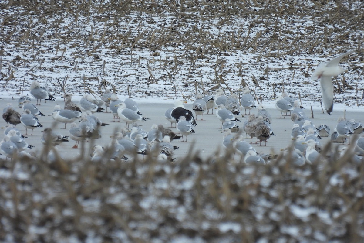 Great Black-backed Gull - ML615207954