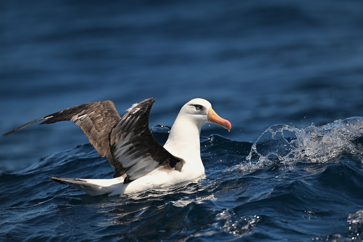 Schwarzbrauenalbatros (Campbellalbatros) - ML615207957