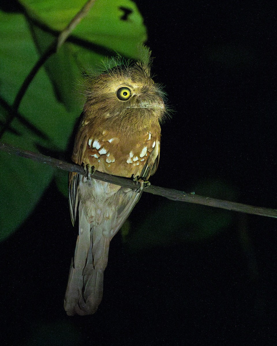 Palawan Frogmouth - ML615207974