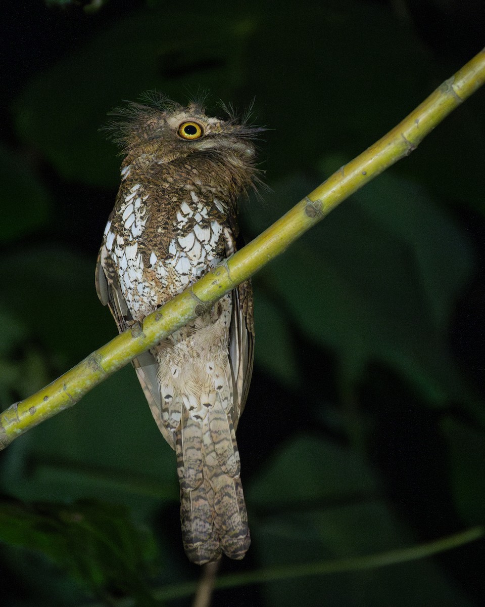 Palawan Frogmouth - ML615207975