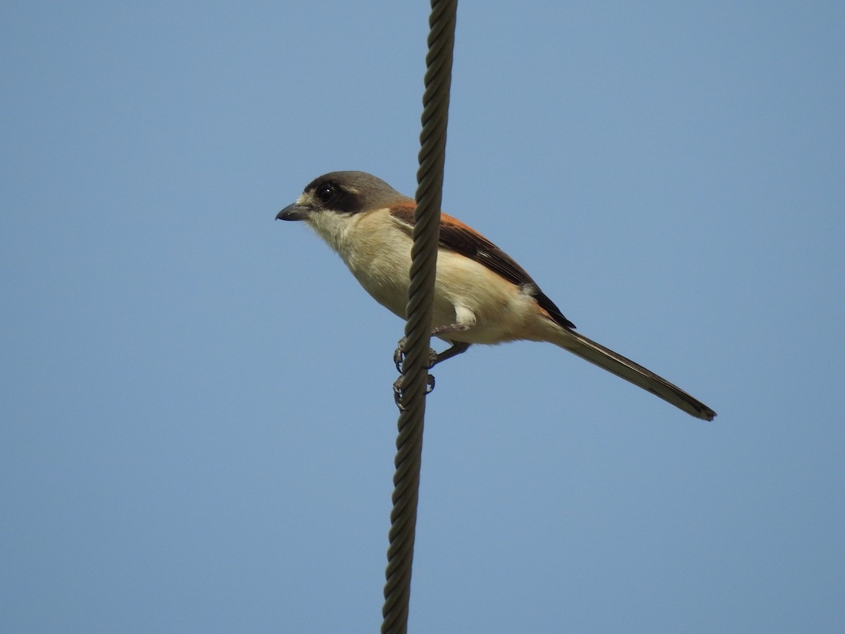 Burmese Shrike - ML615208012