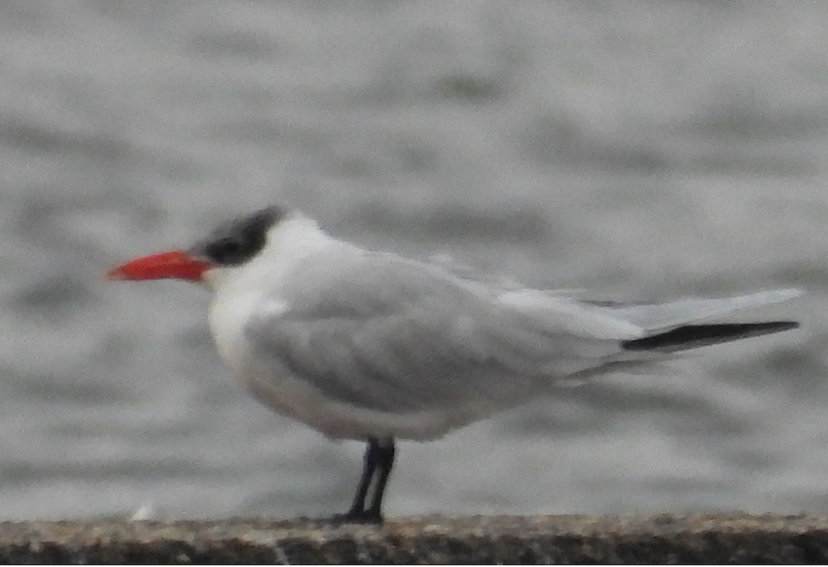 Caspian Tern - Chris Brantley