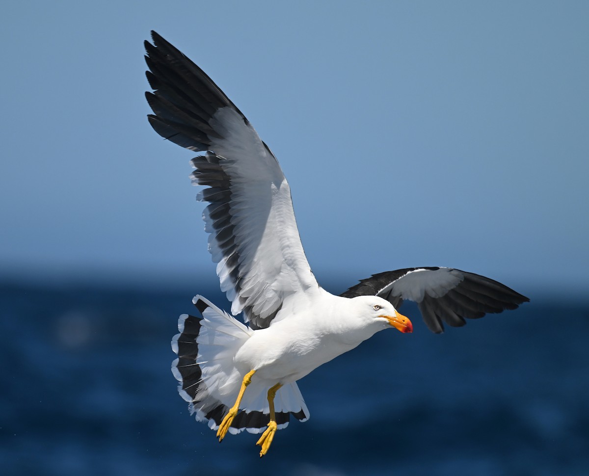 Pacific Gull - ML615208039