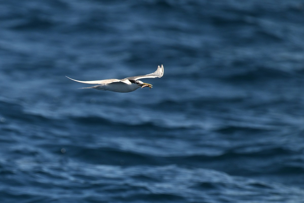Great Crested Tern - ML615208048