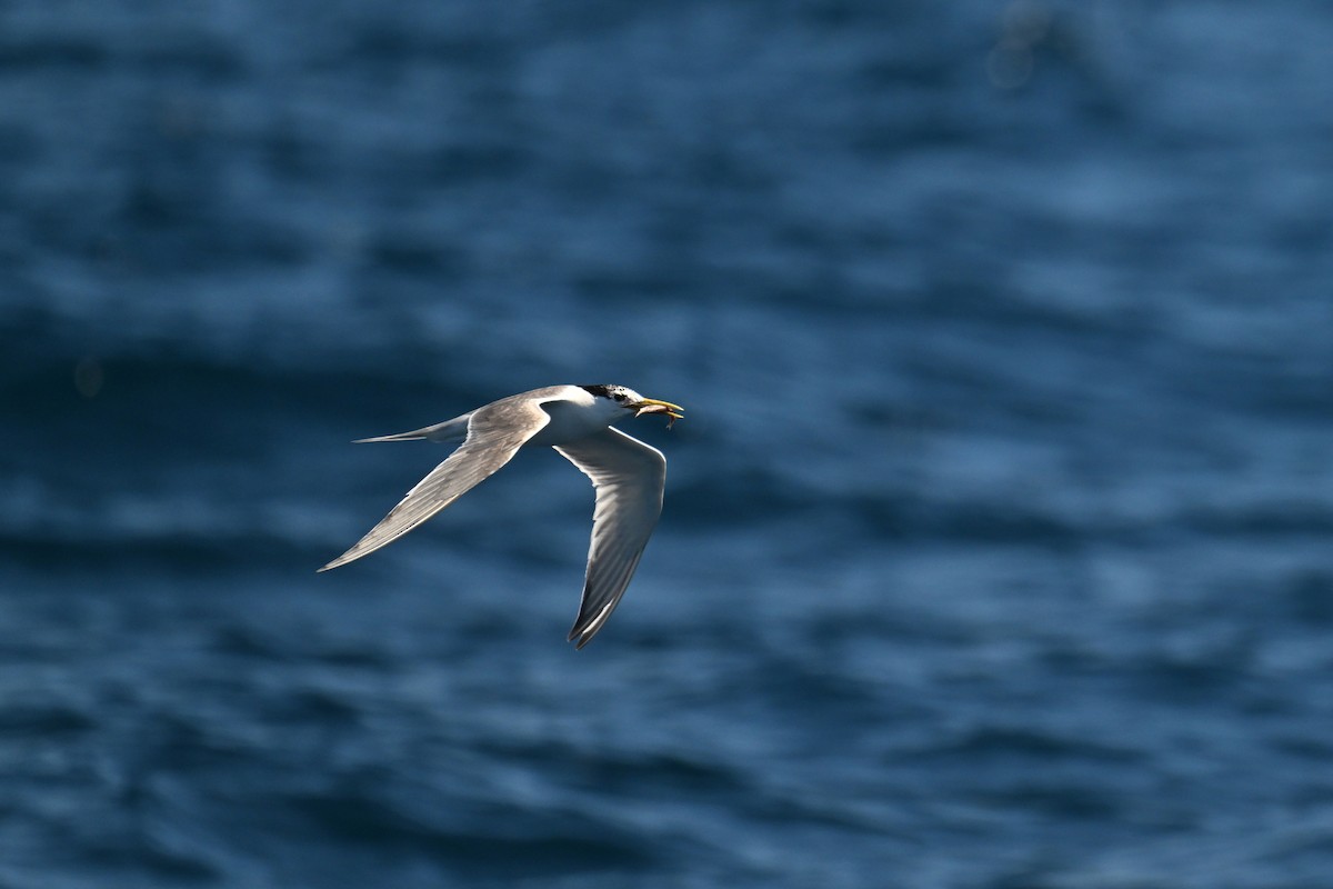 Great Crested Tern - ML615208049