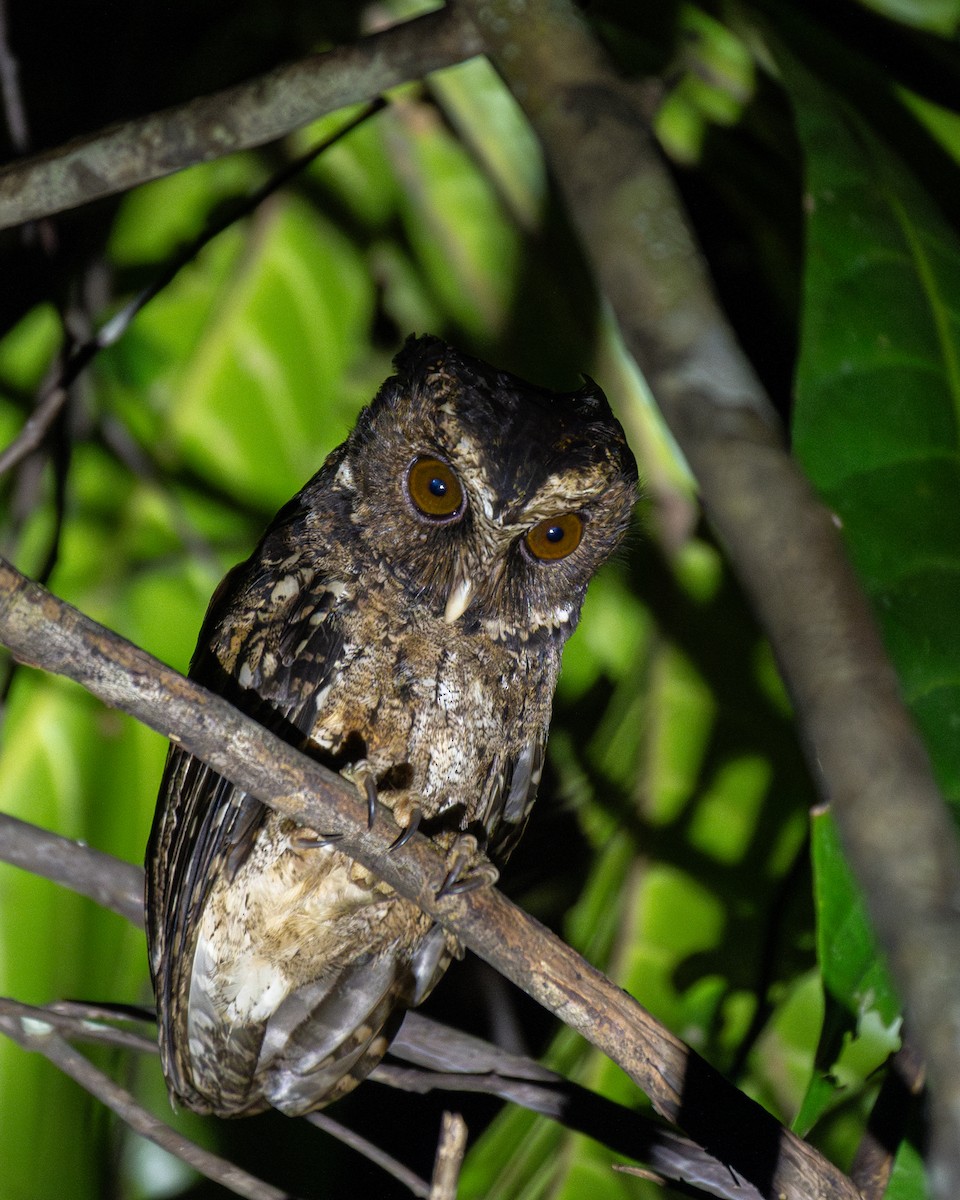 Palawan Scops-Owl - ML615208060