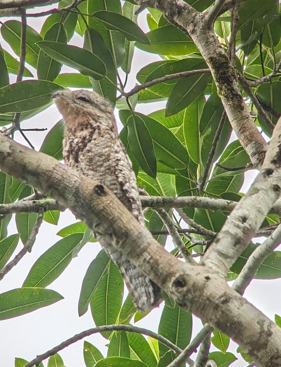 Great Potoo - Bill Tweit