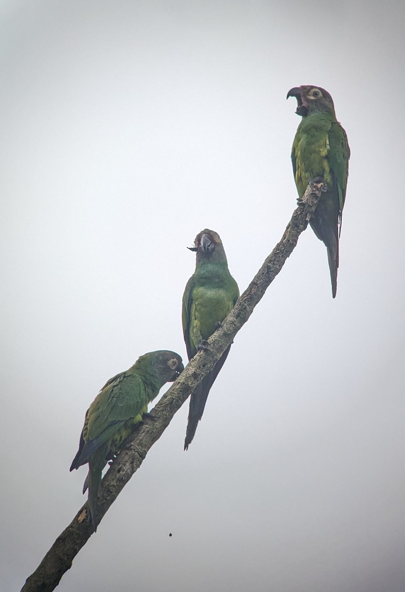 Aratinga Cabecifusca - ML615208120