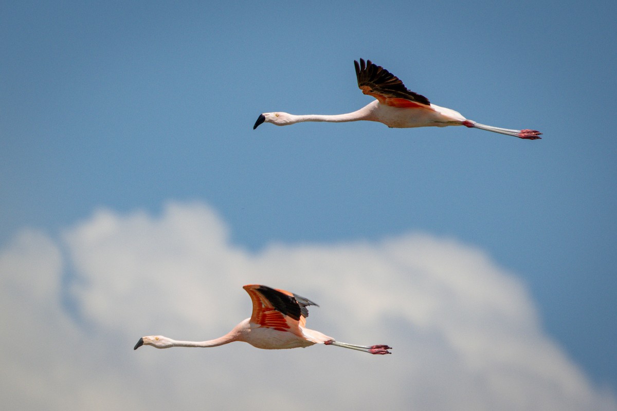 Chilean Flamingo - Michael Warner