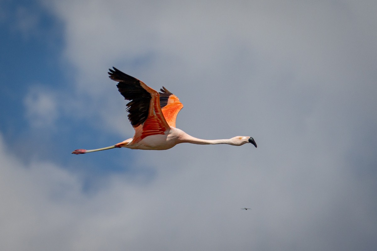 Chilean Flamingo - Michael Warner