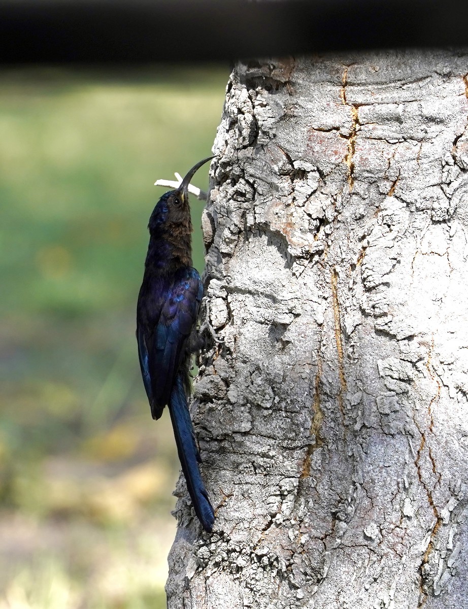 Common Scimitarbill - ML615208264