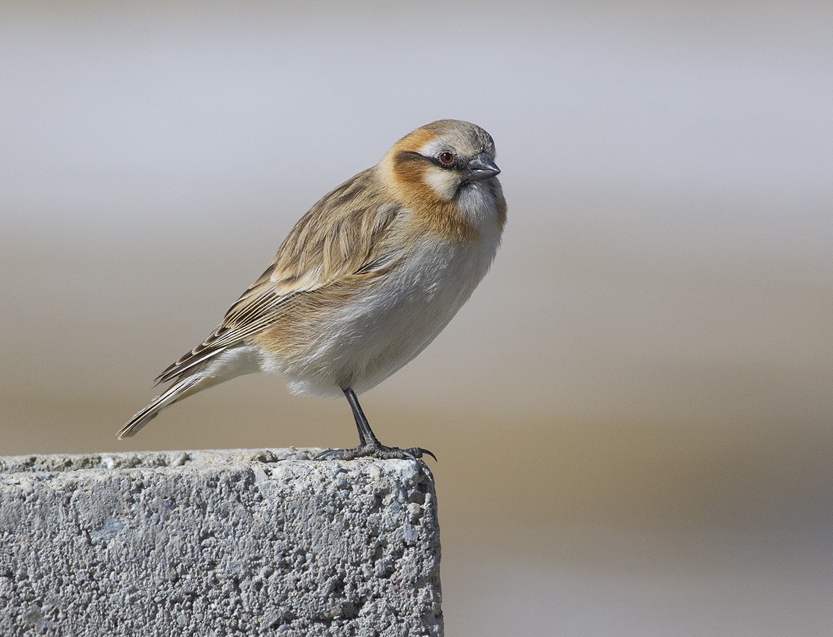 Rufous-necked Snowfinch - Rejaul Karim