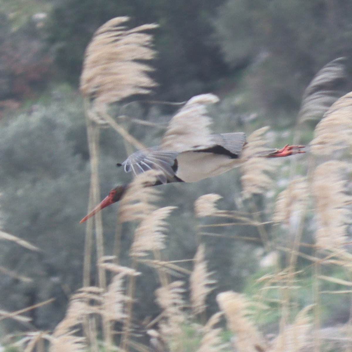 Black Stork - Oğuzhan Değirmenci