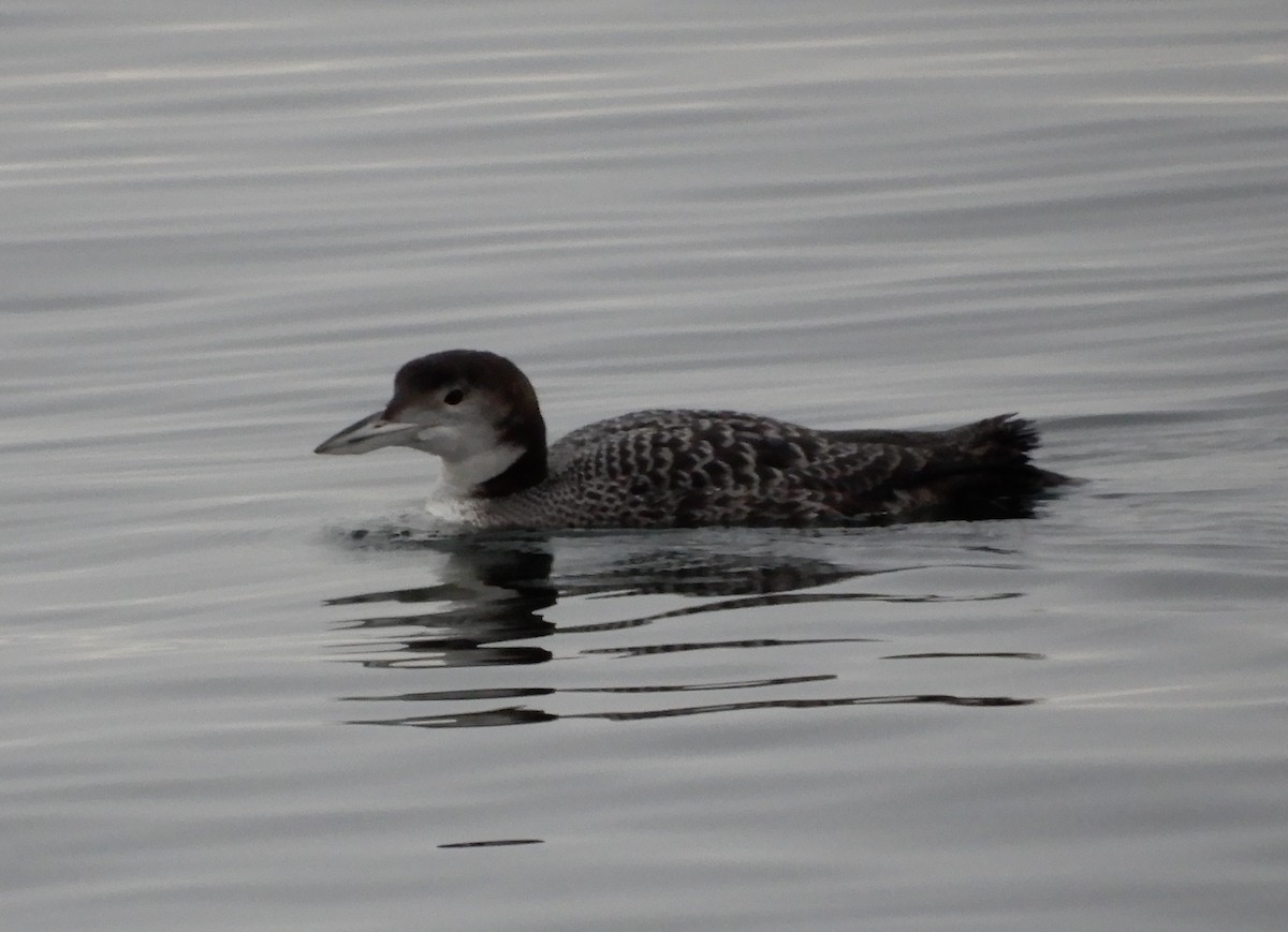 Plongeon huard - ML615208305