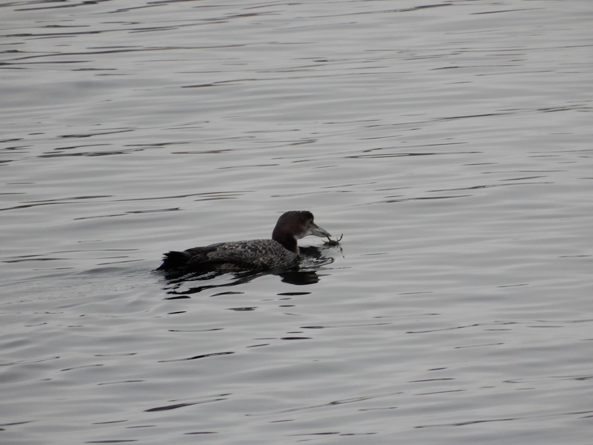 Common Loon - Marty Zelenietz