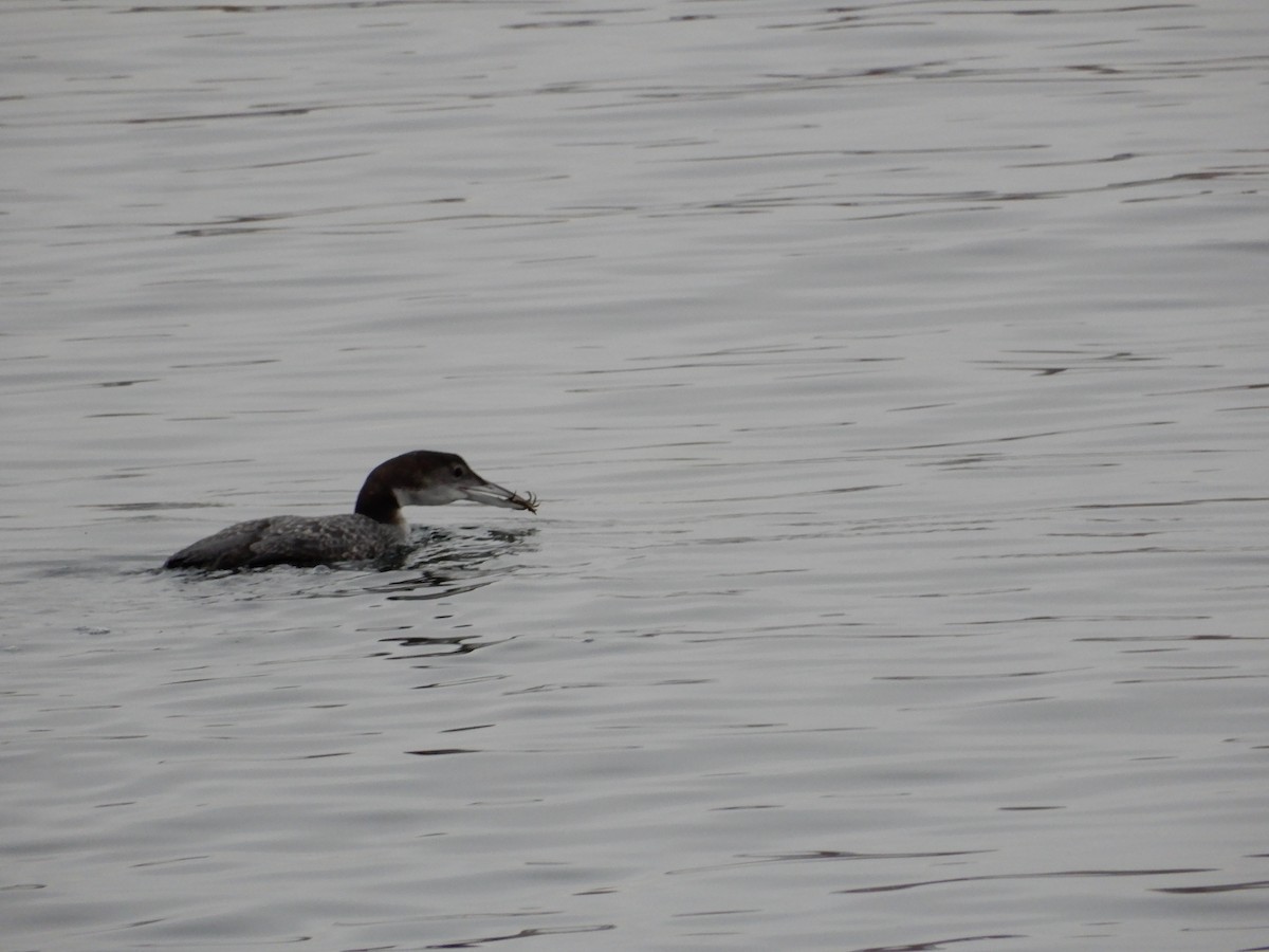 Common Loon - ML615208307