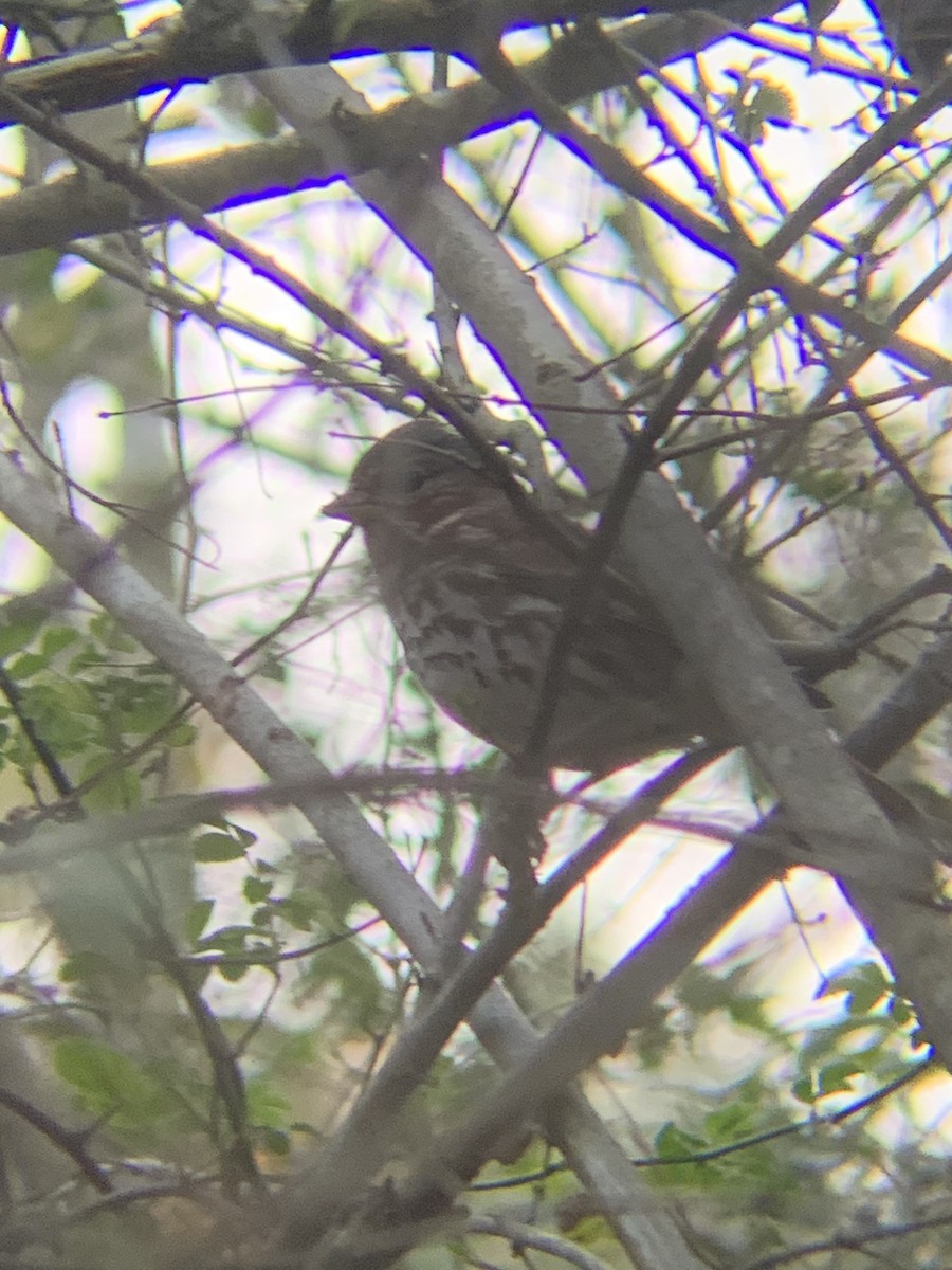 Fox Sparrow - ML615208369