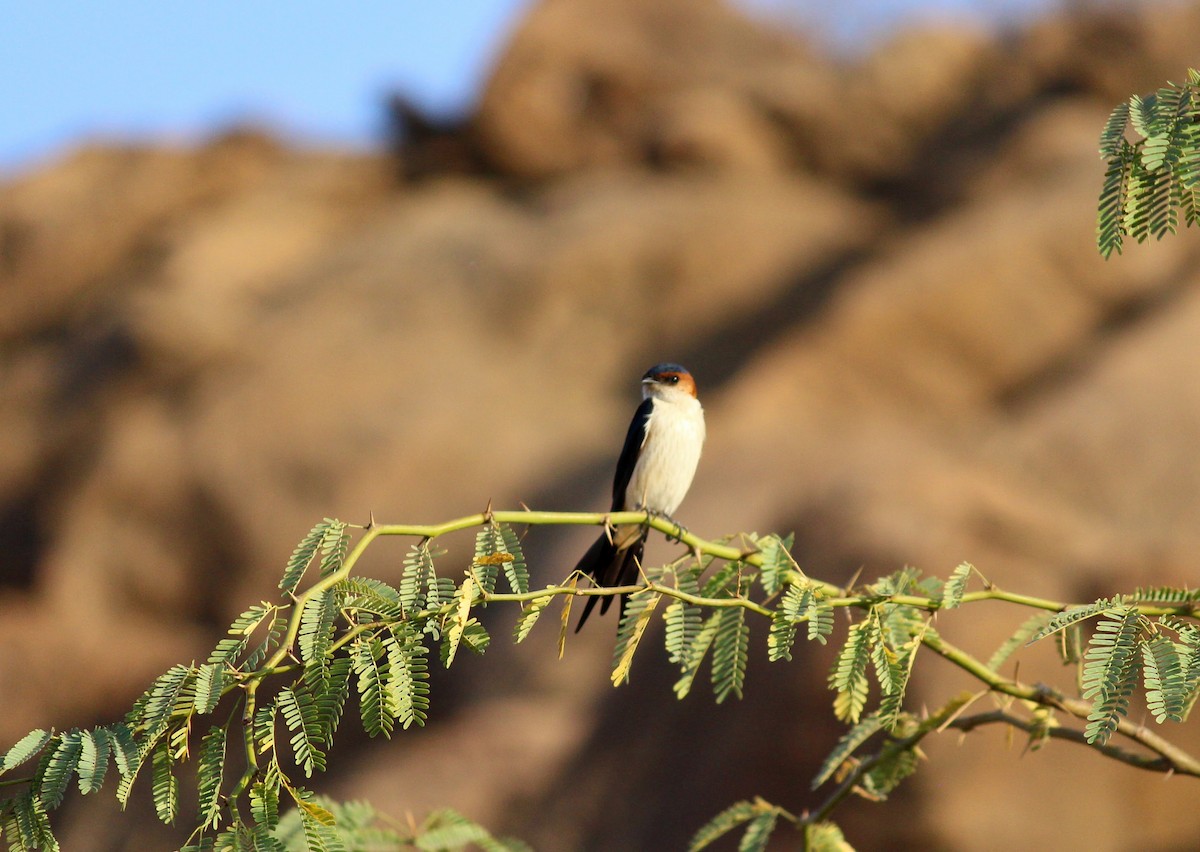 Red-rumped Swallow - ML615208403