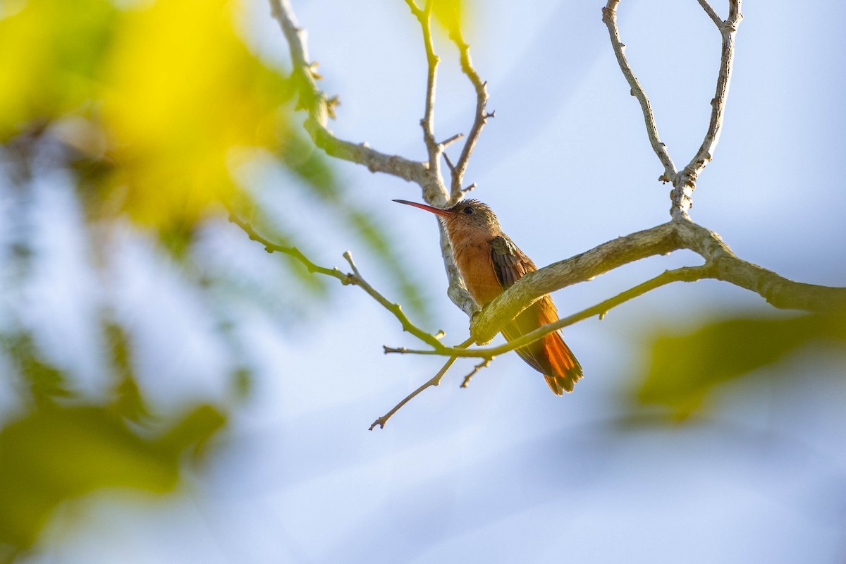 Cinnamon Hummingbird (Mainland) - ML615208458