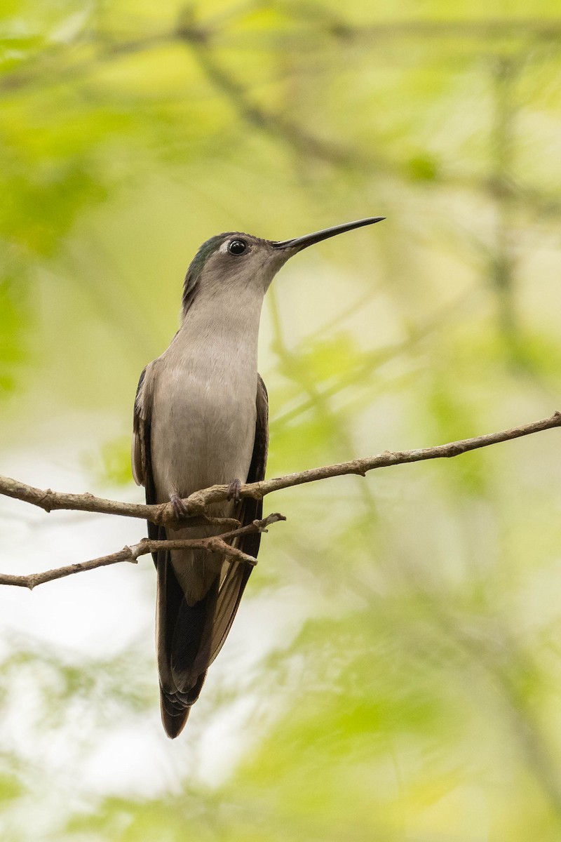 Wedge-tailed Sabrewing (Wedge-tailed) - ML615208487