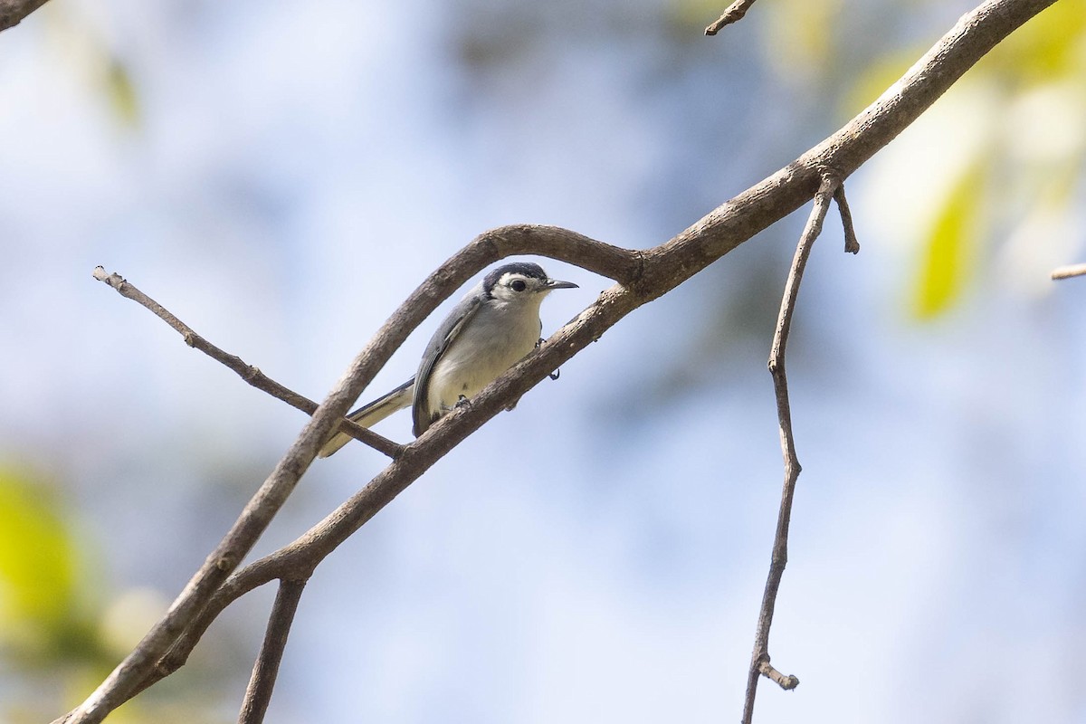 White-browed Gnatcatcher - ML615208520