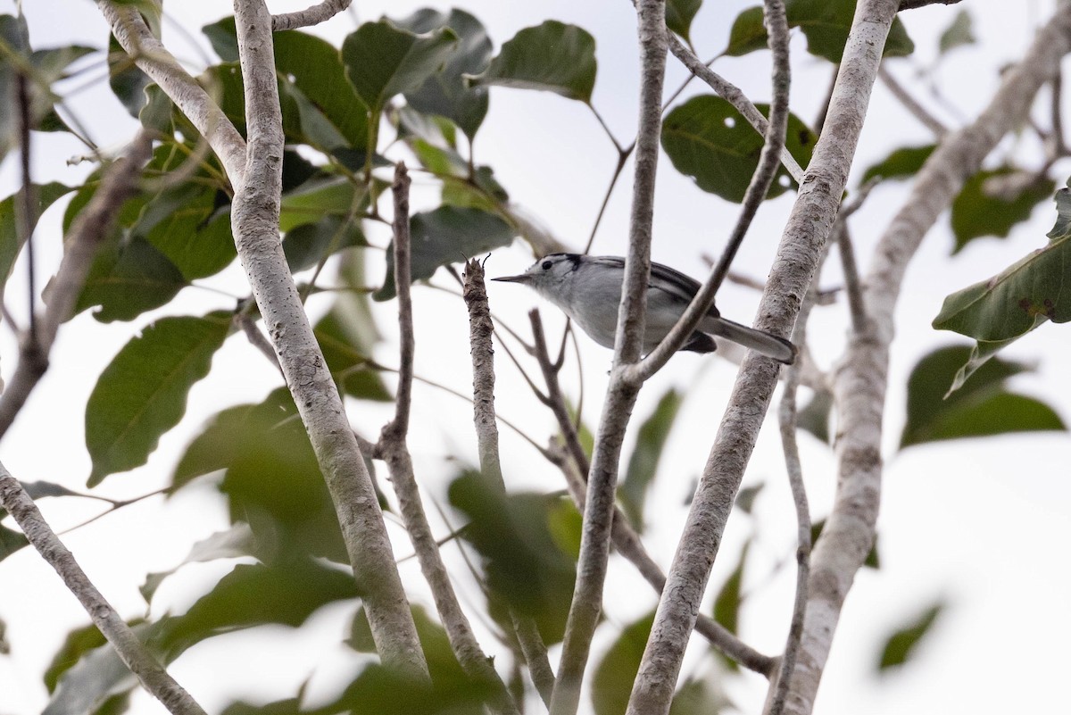 White-browed Gnatcatcher - Benjamin Griffith