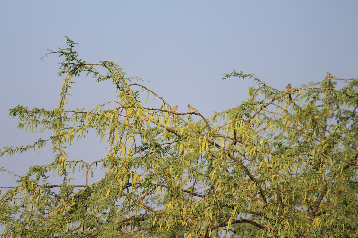 Striolated Bunting - Neema Das