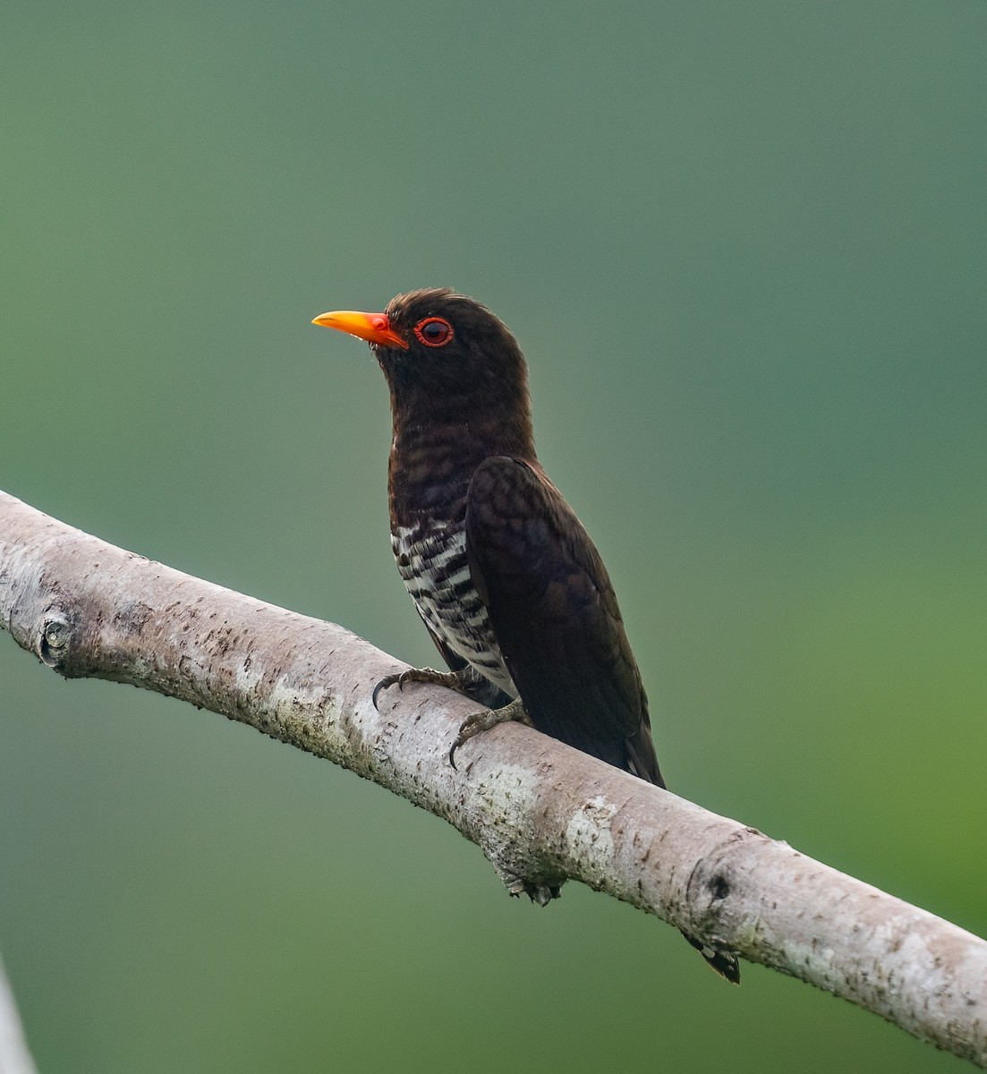 Violet Cuckoo - Chien N Lee