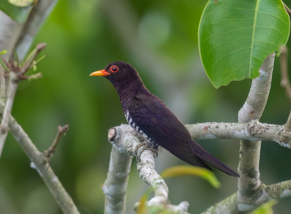 Violet Cuckoo - Chien N Lee