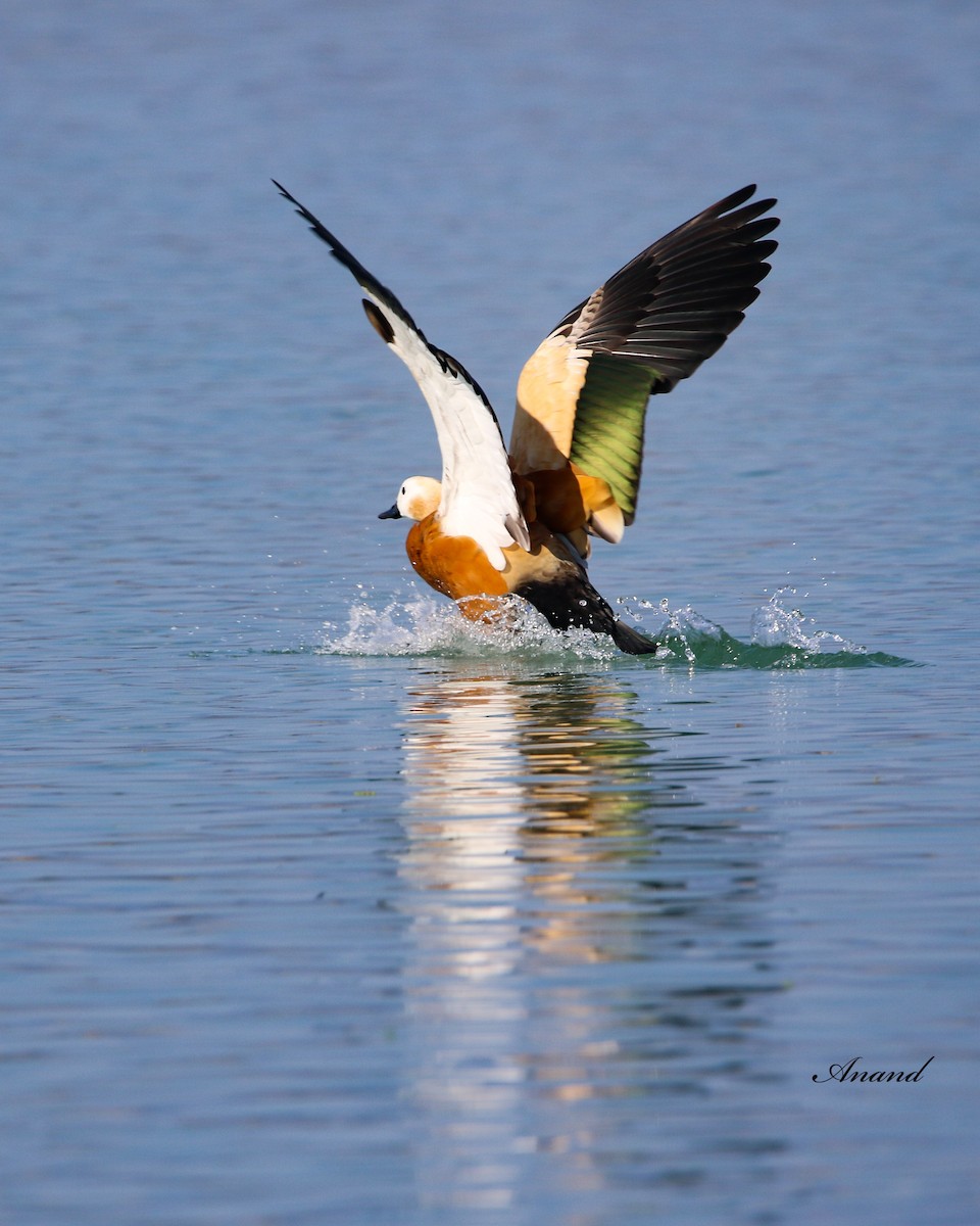 Ruddy Shelduck - ML615208708