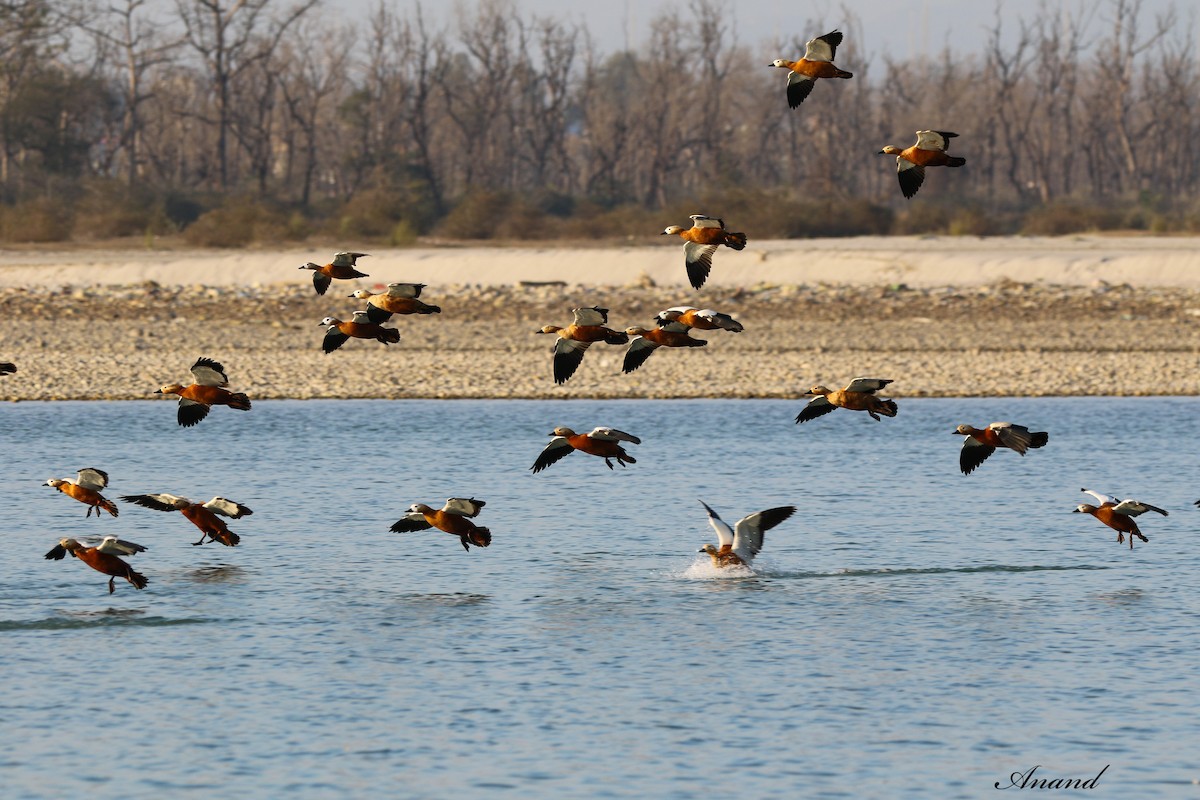 Ruddy Shelduck - ML615208722