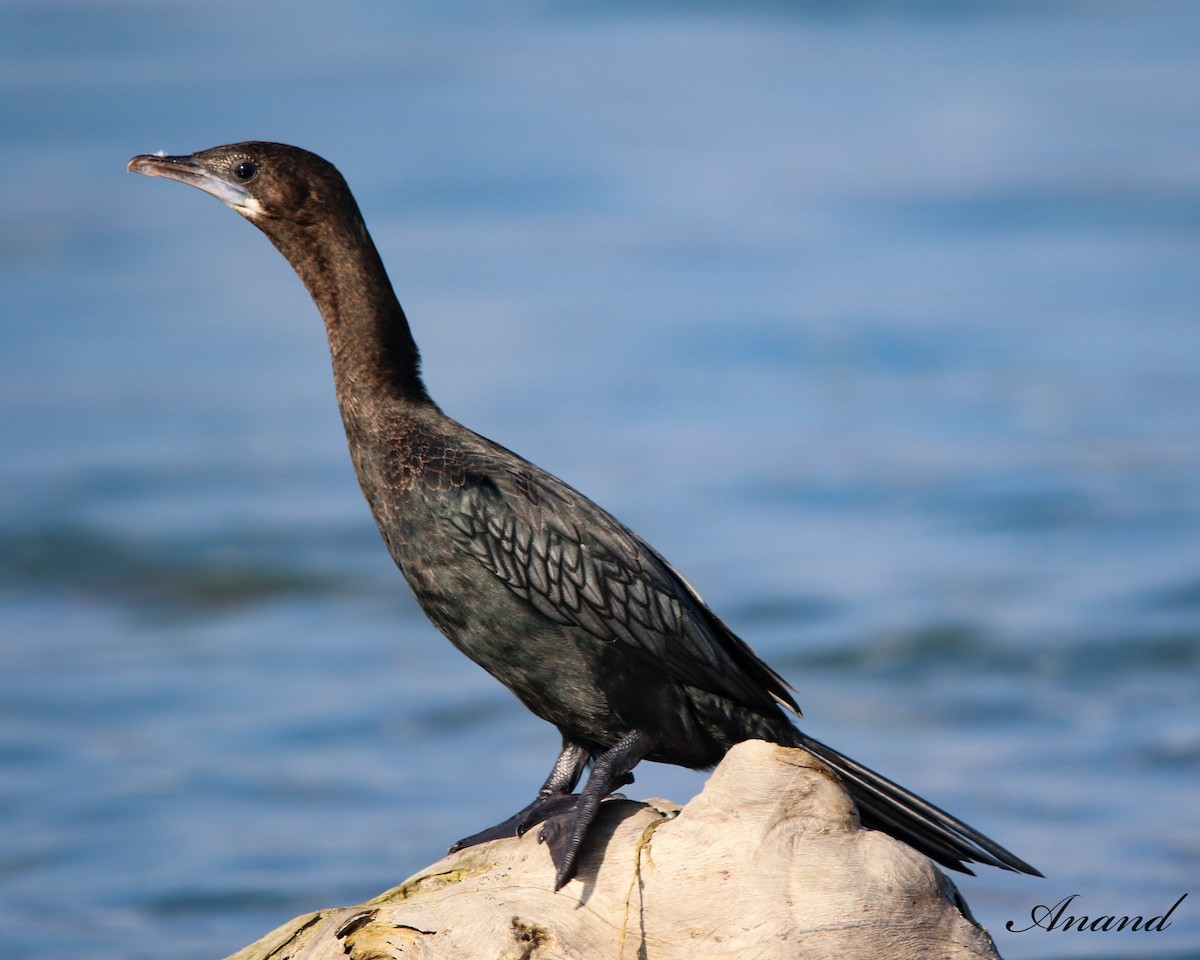 Little Cormorant - ML615208737